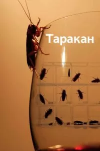 Таракан